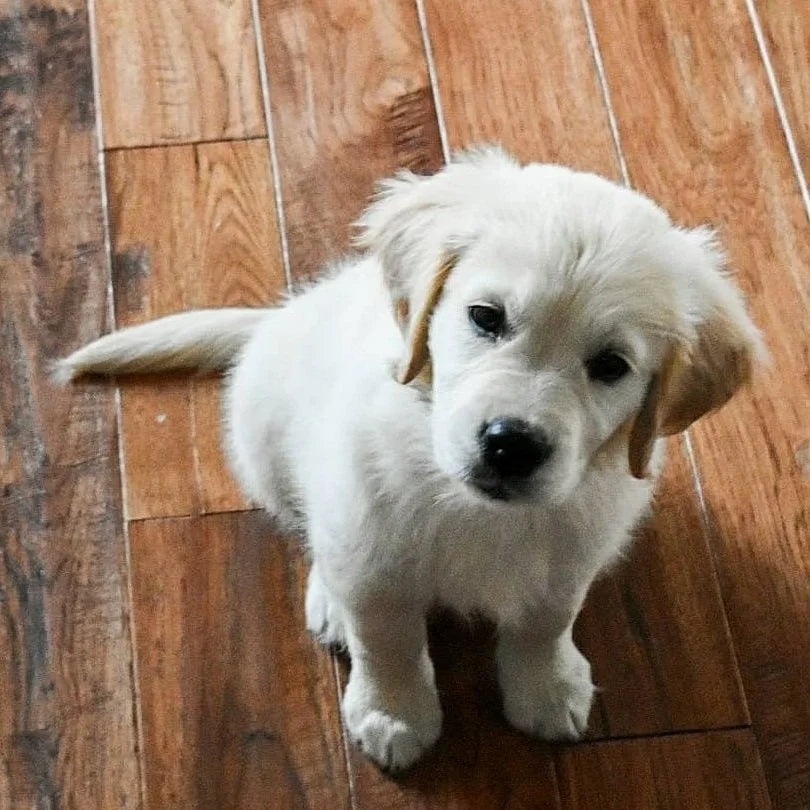 Midsummer’s Night Musings